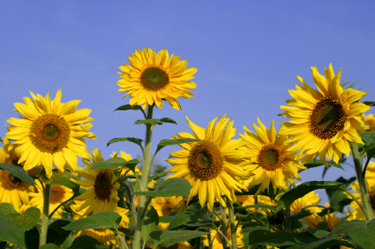 sunflowers_WEB2